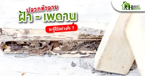 ปลวกทำลาย ฝ้า - เพดาน จะรู้ได้อย่างไร?