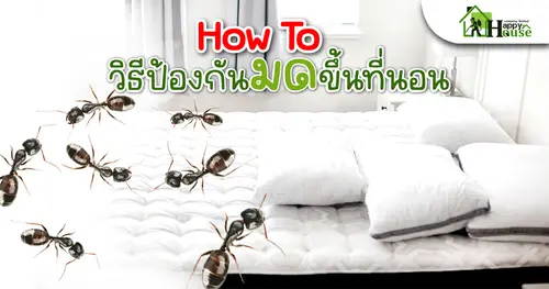 How to วิธีป้องกัน มด ขึ้นที่นอน