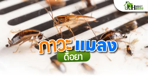 ภาวะแมลงดื้อยา