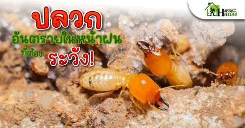 ปลวก อันตรายในหน้าฝนที่ต้องระวัง!