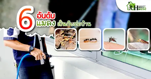 6อันดับ แมลงเป็นภัยต่อบ้าน