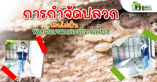 การกำจัดปลวก โดยไม่เป็นพิษต่อคนและสัตว์เลี้ยง