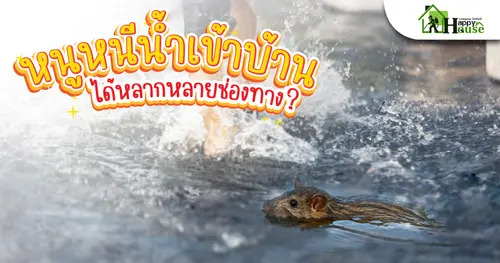 หนูหนีน้ำเข้าบ้าน ได้หลากหลายช่องทาง?