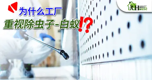 为什么工厂 重视除虫子-白蚁