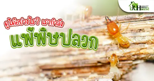 ดูได้อย่างไร? เรากำลังเเพ้พิษปลวก