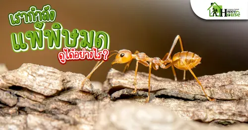 เรากำลังเเพ้พิษมด ดูได้อย่างไร?