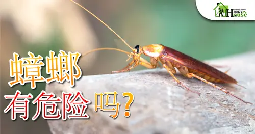 蟑螂有危险吗?