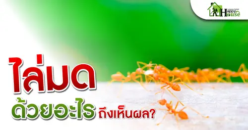 ไล่มด ด้วยอะไรถึงเห็นผล?