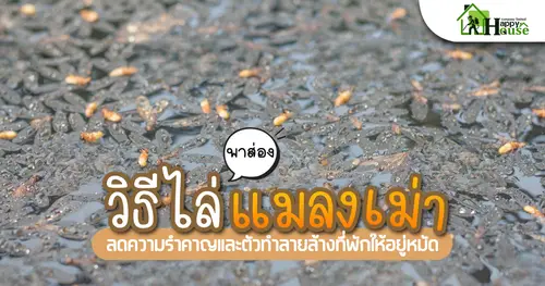 พาส่องวิธีไล่เเมลงเม่า ลดความรำคาญเเละตัวทำลายล้างที่พักให้อยู่หมัด