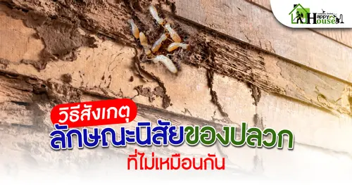 วิธีสังเกตุลักษณะนิสัยของปลวกที่ไม่เหมือนกัน