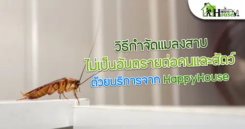 วิธีกำจัดแมลงสาบไม่เป็นอันตรายต่อคนและสัตว์ด้วยบริการจากHappyHouse