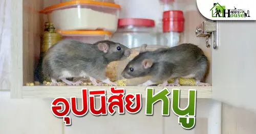 อุปนิสัยของหนู