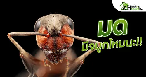 มด มีจมูกไหมนะ