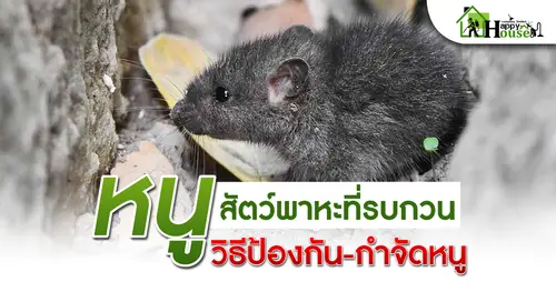 หนูสัตว์พาหะที่รบกวน