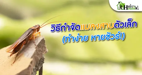 วิธีกำจัดแมลงสาบตัวเล็ก (ทำง่าย หายชัวร์)