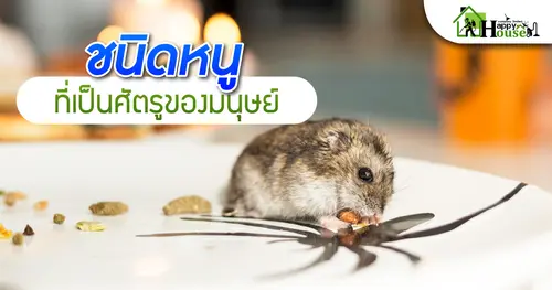 ชนิดหนูที่เป็นศัตรูองมนุษย์