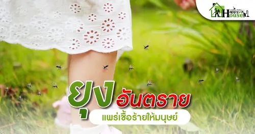 ยุงอันตรายเเพร่เชื้อร้ายให้มนุษย์