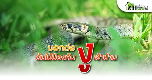 บอกต่อต้มไม้ป้องกันงูเข้าบ้าน