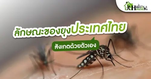 ลักษณะของยุงประเทศไทย