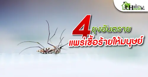 4ยุงอันตรายเเพร่เชื้อร้ายให้มนุษย์