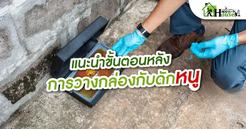เเนะนำขั้นตอนหลังการวางกล่องกับดักหนู