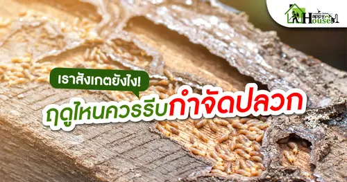 เราสังเกตยังไง! ฤดูไหนควรรีบกำจัดปลวก