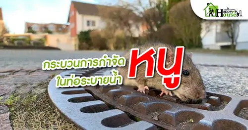 กระบวนการกำจัดหนูในท่อระบายน้ำ