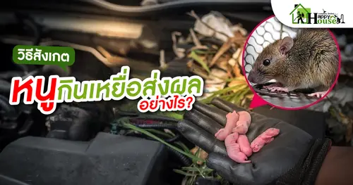 วิธีสังเกตหนูกินเหยื่อส่งผลอย่างไร?