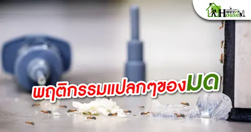 พฤติกรรมเเปลกๆของมด