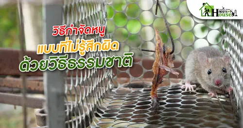 วิธีกำจัดหนูเเบบที่ไม่รู้สึกผิดด้วยวิธีธรรมชาติ
