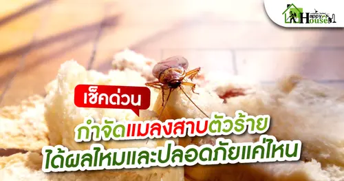 กำจัดแมลงสาบตัวร้าย ได้ผลไหม? และ ปลอดภัยแค่ไหน?