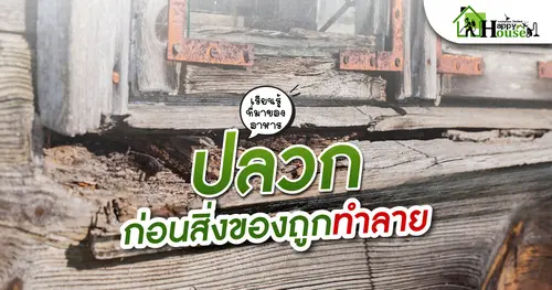 เรียนรู้ที่มาของอาหารปลวกก่อนสิ่งของถูกทำลาย