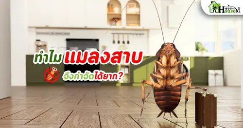 ทำไมแมลงสาบ จึงกำจัดได้ยาก ?