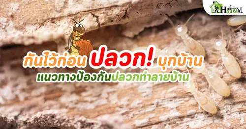กันไว้ก่อนปลวกบุกบ้าน แนวทางป้องกันปลวกทำลายบ้าน