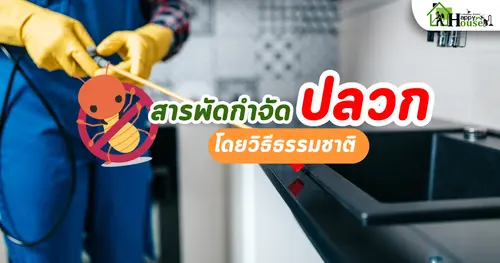 สารพัดกำจัดปลวกโดยวิธีธรรมชาติ