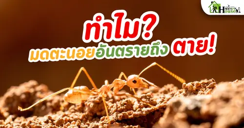 ทำไม? มดตะนอย อันตราย ถึงตาย!