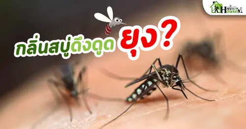 กลิ่นสบู่ดึงดูด "ยุง"