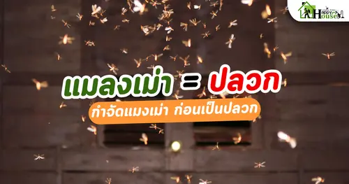 แมลงเม่าเท่ากับปลวก
