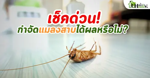 เช็คด่วน กำจัดแมลงสาบ ได้ผลหรือไม่ 