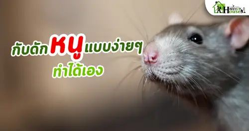 กับดักหนูแบบง่ายๆ ทำได้เอง