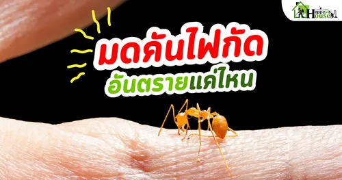 มดคันไฟกัด อันตรายแค่ไหน 