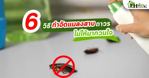 6วิธี กำจัดแมลงสาบถาวร ไม่ให้มากวนใจ