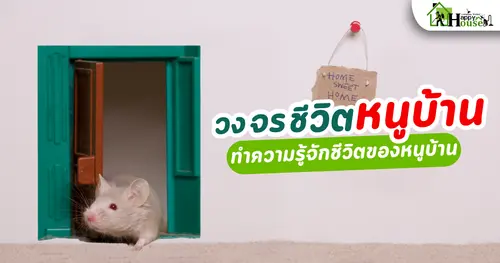 วงจรชีวิตหนูบ้าน ทำความรู้จักชีวิตหนูบ้าน