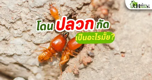 โดนปลวกกัด เป็นอะไรมั้ย?