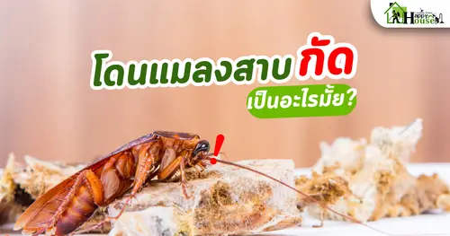 แมลงสาบกัด เป็นอะไรมั้ย?