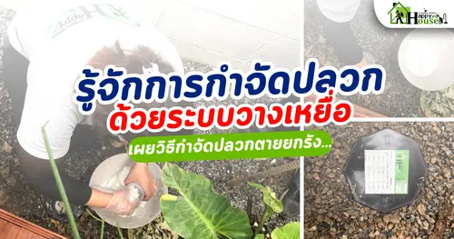 การกำจัดปลวกด้วยระบบวางเหยื่อ เผยวิธีการกำจัดปลวกตายยกรัง