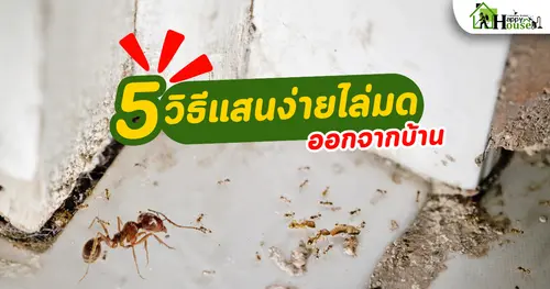 5 วิธีแสนง่ายไล่มดออกจากบ้าน วิธีกำจัดมด