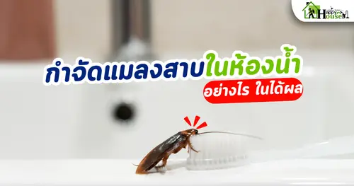 กำจัดแมลงสาบในห้องน้ำอย่างไรให้ได้ผล