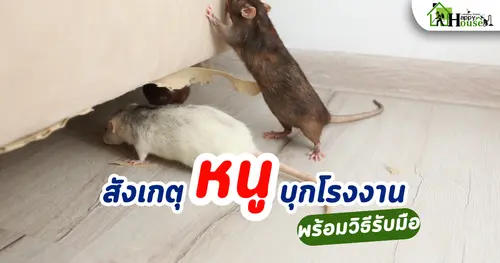 สังเกตหนู บุกโรงงานแล้วหรือยัง?  5 วิธีสังเกตหนูบุกโรงงาน