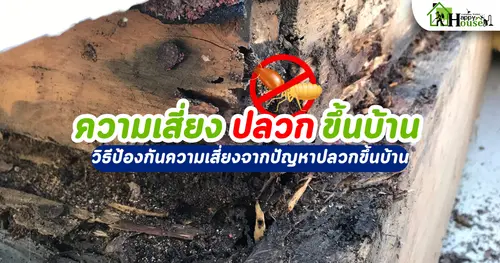 ความเสี่ยงปลวกขึ้นบ้าน วิธีป้องกันความเสี่ยงปัญหาปลวกขึ้นบ้าน